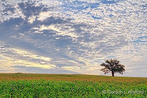 Lone Tree_14435.jpg - Amid cornPhotographed near Norland, Ontario, Canada.